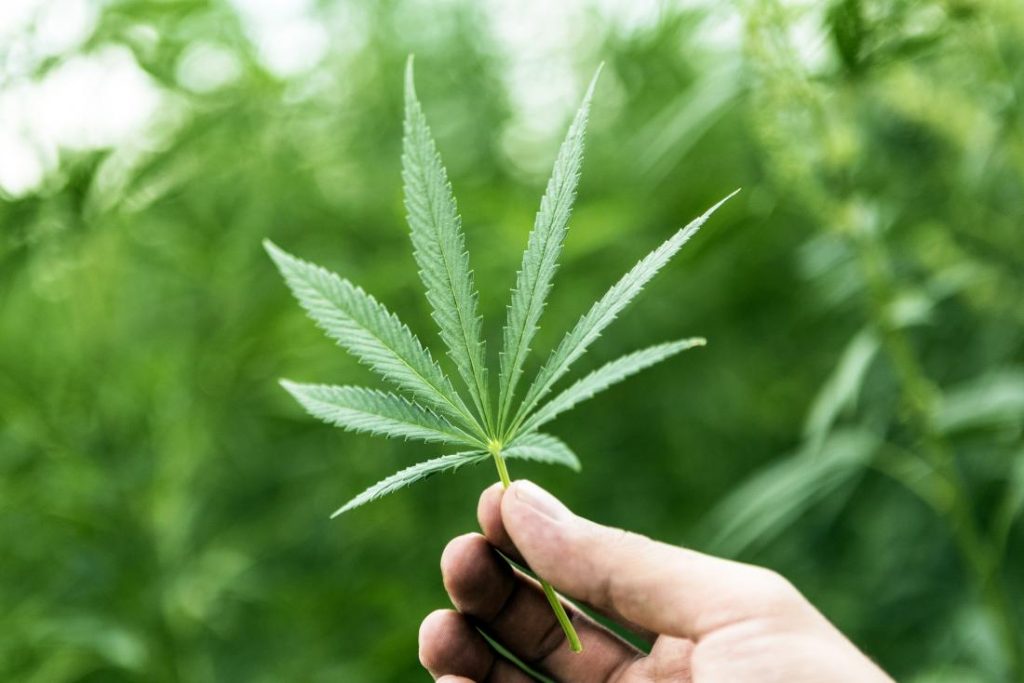 medical marijuana from daddysmj.com