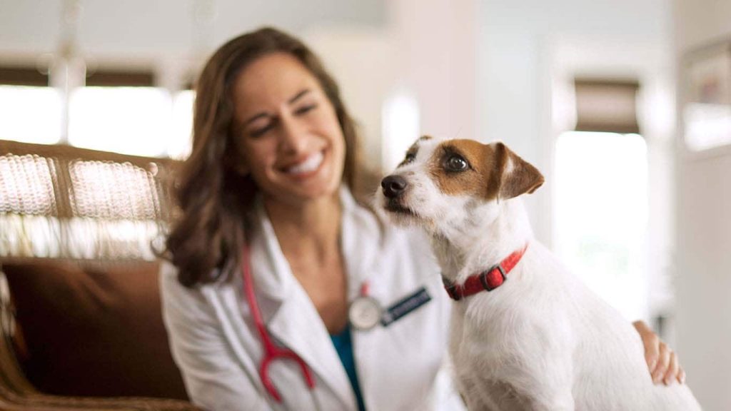 Dental Chews for Dog’s Mental and Physical Health