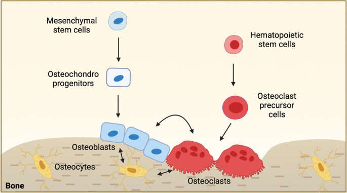How Creatine Monohydrate is Emerging as a Wellness Powerhouse for Healthy Aging Bone Health and Supporting Metabolic Function