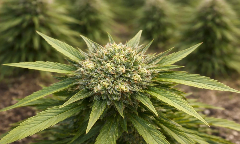 What Is THCA Flower? A Beginner’s Guide to Benefits and Uses